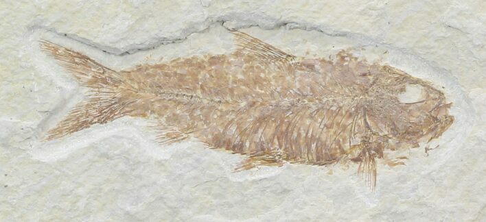 Knightia Fossil Fish - Wyoming #32833